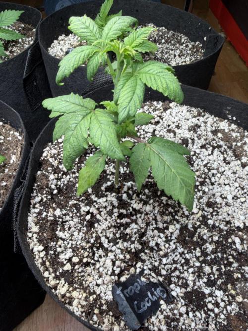420 - Tropicana Cookies. Week 4