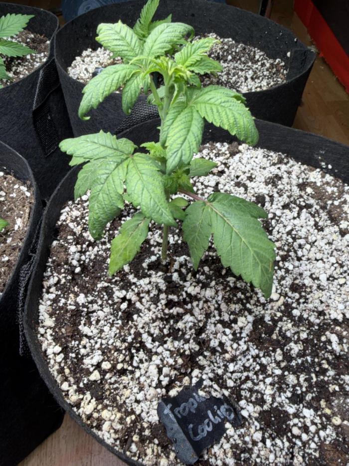 420 - Tropicana Cookies. Week 5