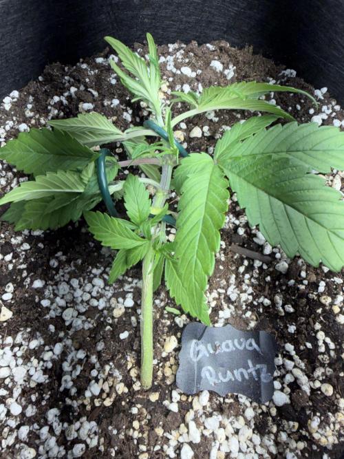 420 - Guava Runtz. Week 4