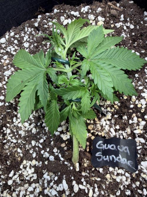 420 - Guava Sundae. Week 4