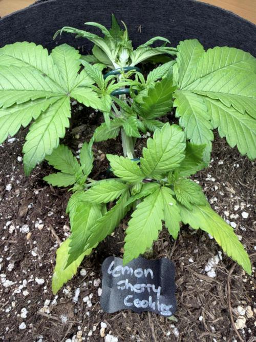 420 - Lemon Cherry Cookies. Week 4