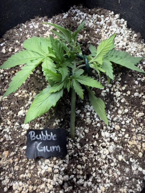 420 - Bubblegum. Week 4