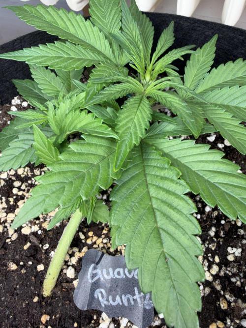 Guava Runtz Auto. Week 5