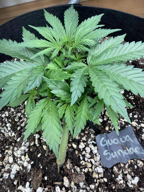 Guava Sundae Auto. Week 5