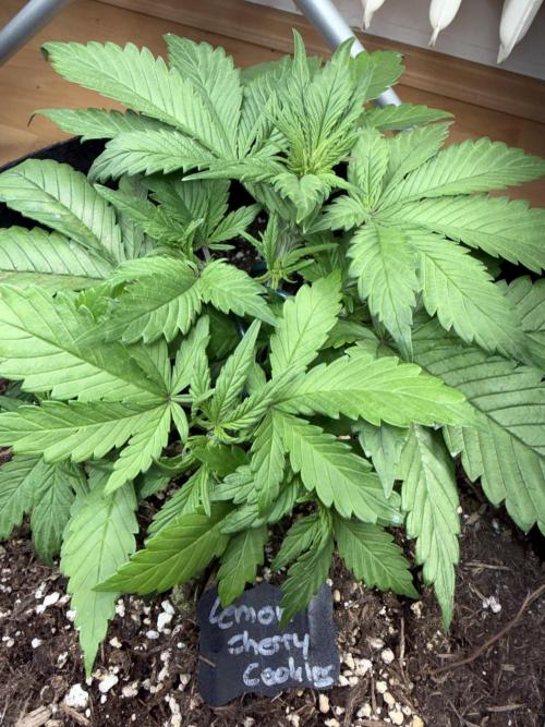 Lemon Cherry Cookies Auto. Week 5