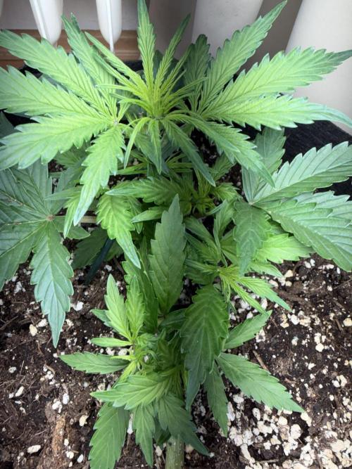Sour Jealousy Auto. Week 5