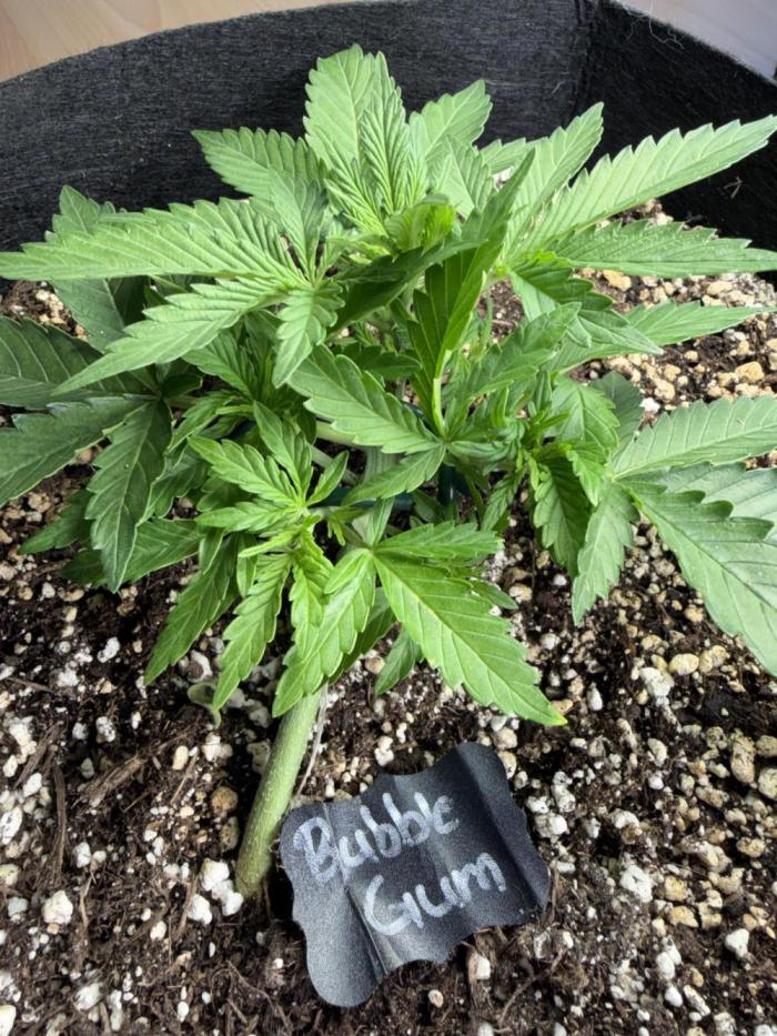 420 - Bubblegum. Week 5