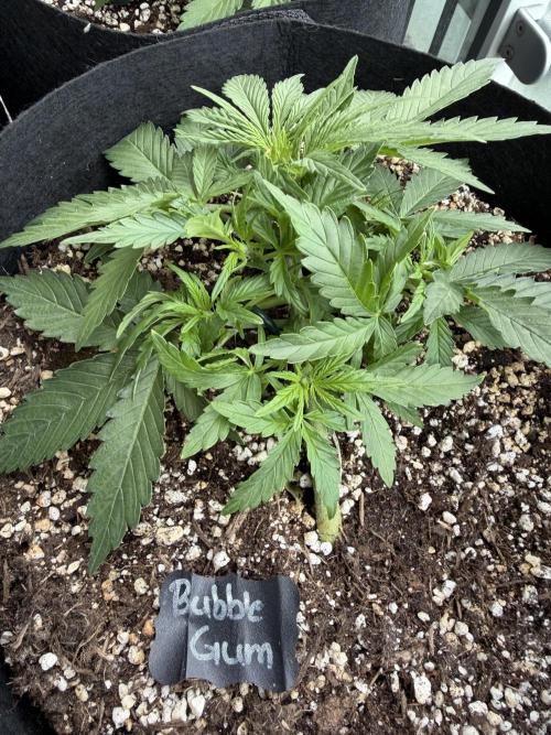420 - Bubblegum. Week 5