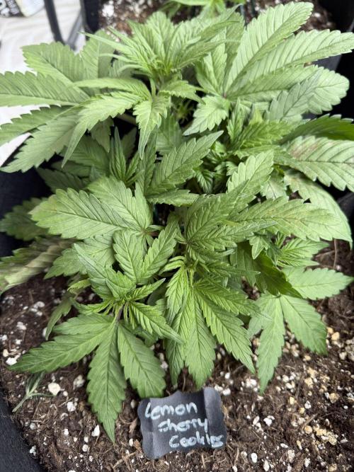 420 - Lemon Cherry Cookies. Week 5