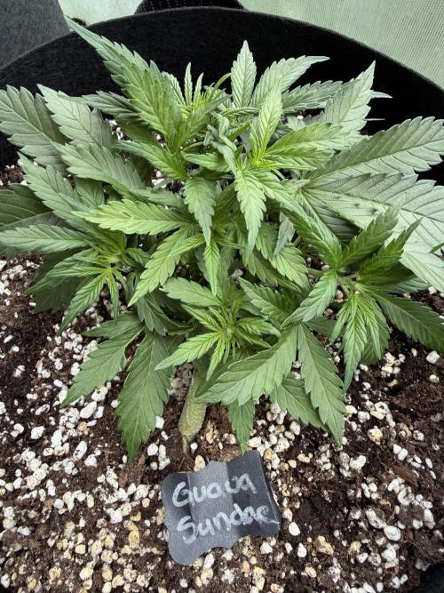 420 - Guava Sundae. Week 5