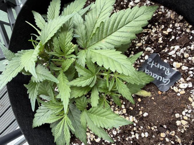 420 - Guava Runtz. Week 5