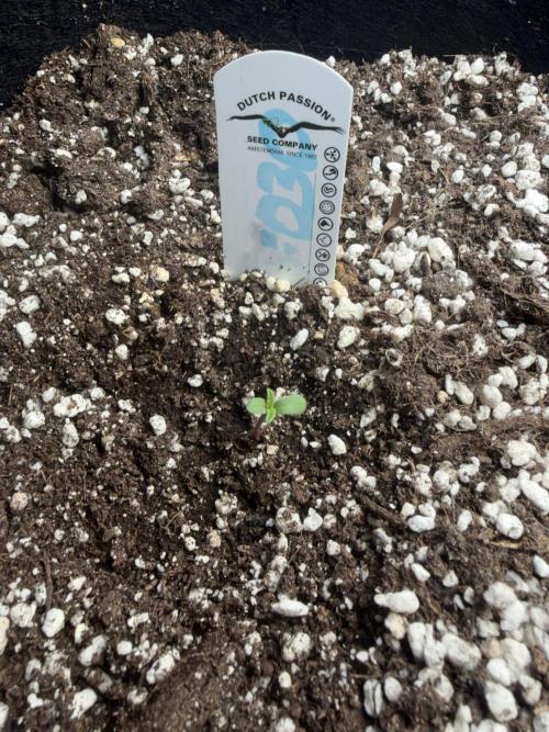 Mystery Test - SSSC. Week 1