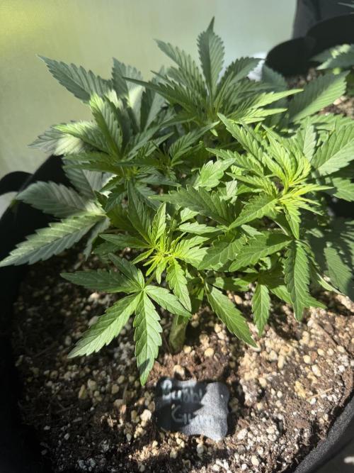 420 - Bubblegum. Week 5