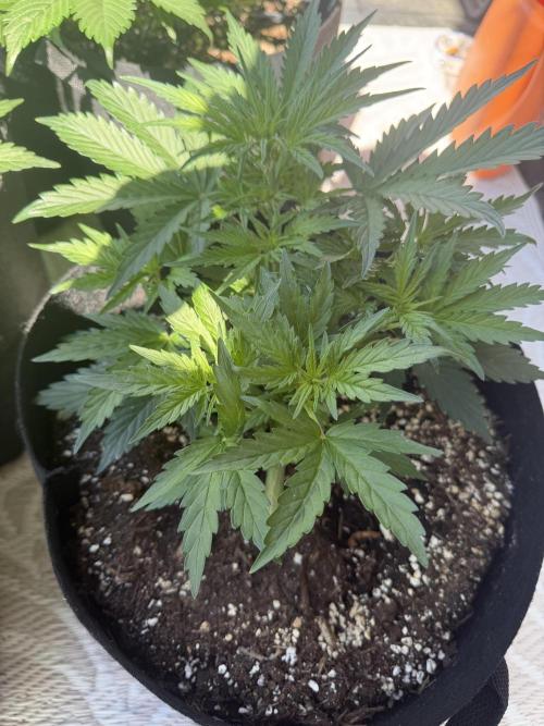 420 - Sour Jealousy. Week 5