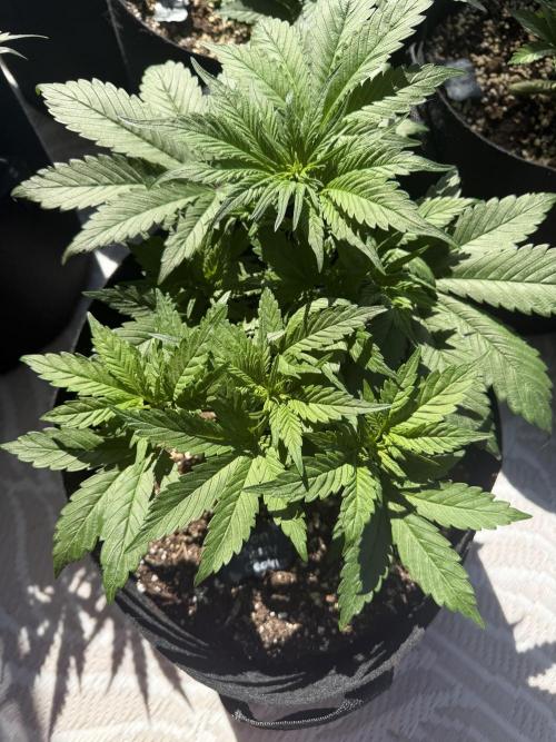 420 - Lemon Cherry Cookies. Week 5
