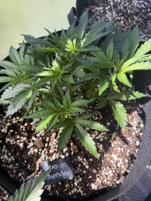 420 - Guava Sundae. Week 5