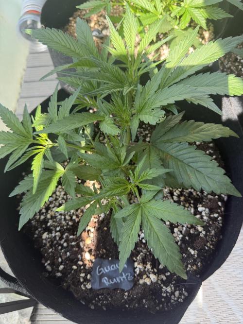420 - Guava Runtz. Week 5