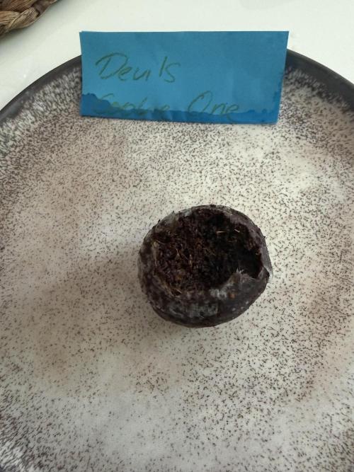 The Devil Cookie One - SSSC. Week 0