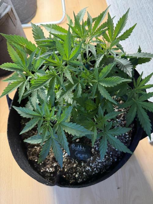 420 - Bubblegum. Week 5