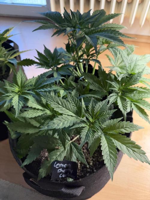 420 - Lemon Cherry Cookies. Week 5