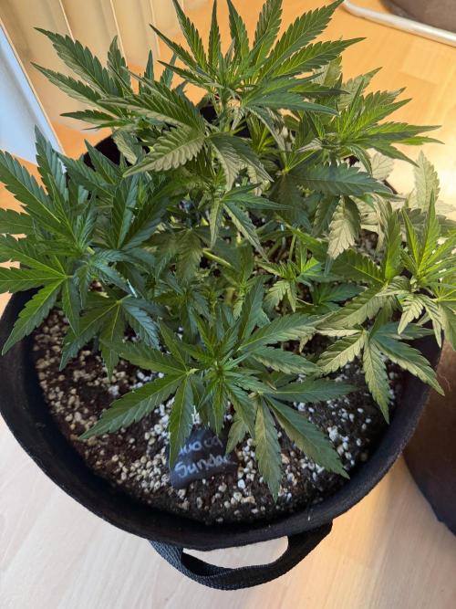 420 - Guava Sundae. Week 5