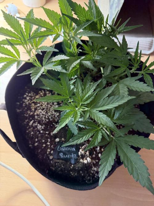 420 - Guava Runtz. Week 5
