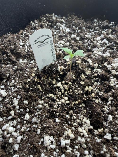Mystery Test - SSSC. Week 1
