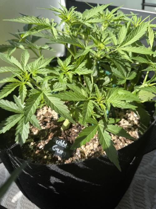 420 - Bubblegum. Week 6
