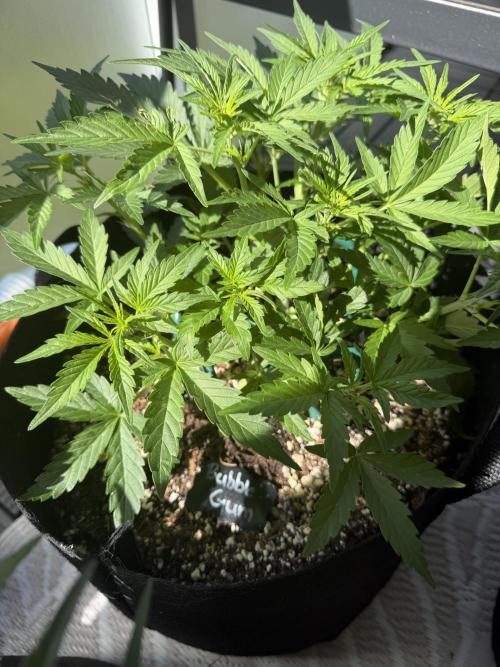 420 - Bubblegum. Week 6