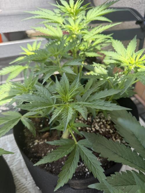 420 - Sour Jealousy. Week 6