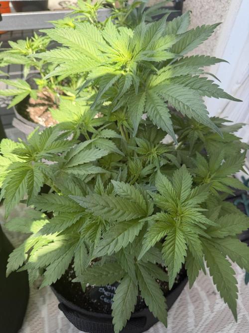 420 - Lemon Cherry Cookies. Week 6