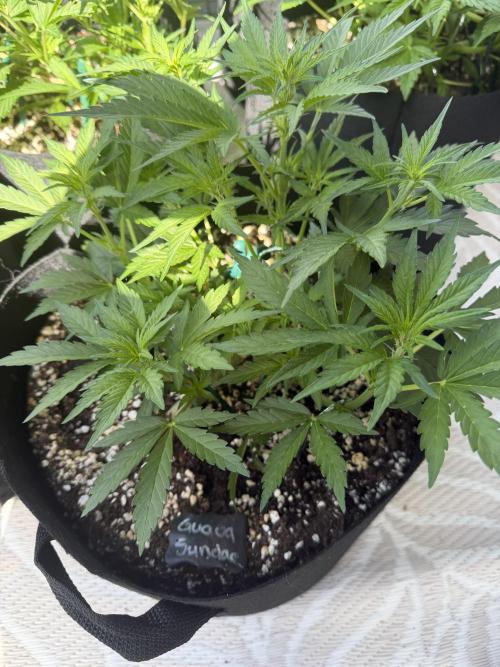 420 - Guava Sundae. Week 6