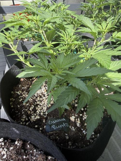 420 - Guava Runtz. Week 6