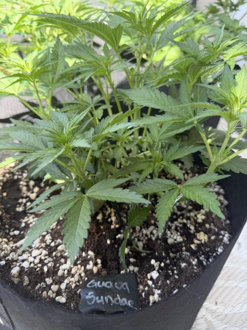420 - Guava Runtz. Week 6