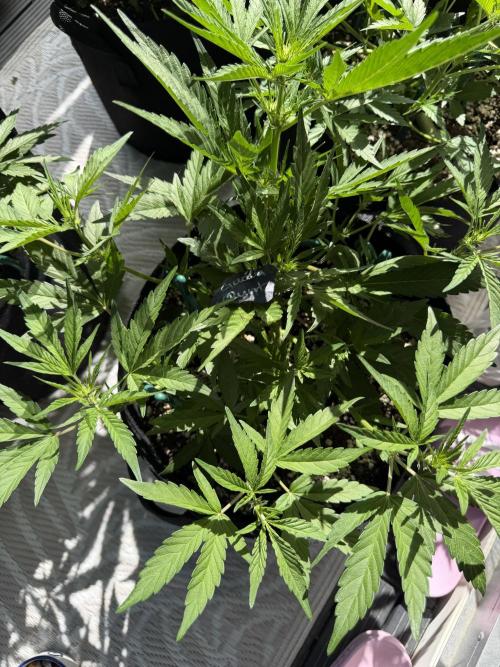 420 - Guava Runtz. Week 6