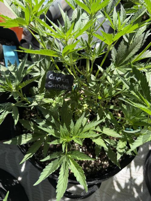 Guava Sundae Auto. Week 6