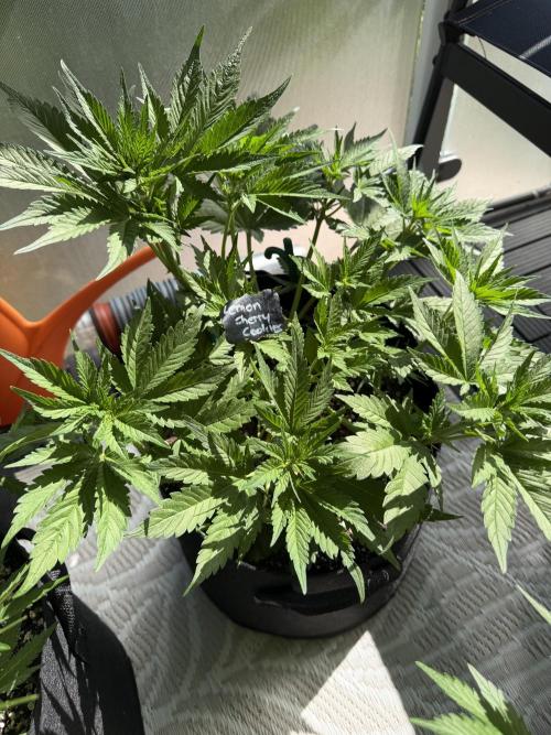 420 - Lemon Cherry Cookies. Week 6