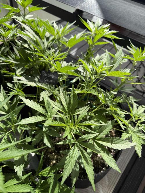 420 - Bubblegum. Week 6