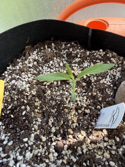 Mystery Test - SSSC. Week 1