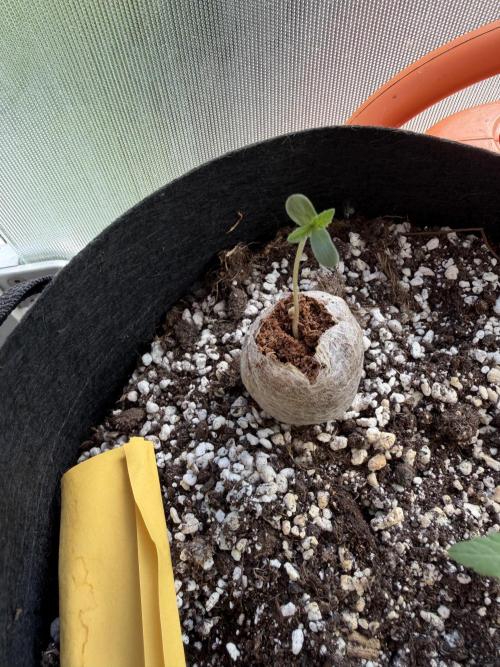 The Gassy One. Week 1