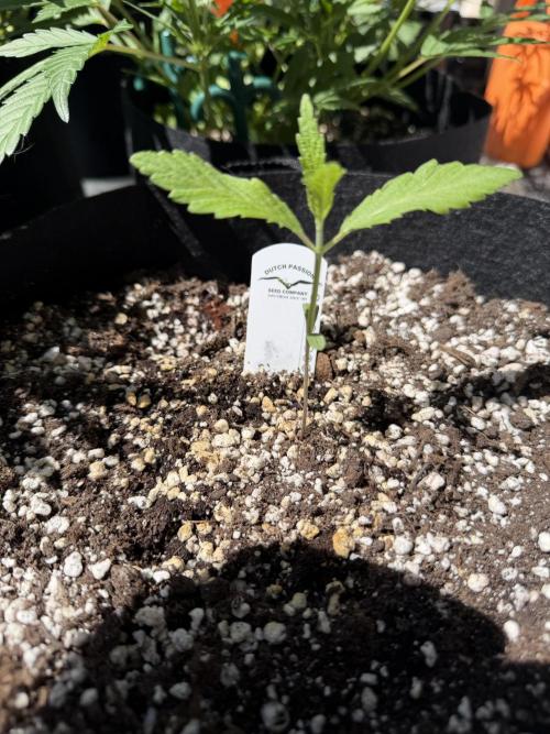 Mystery Test - SSSC. Week 2