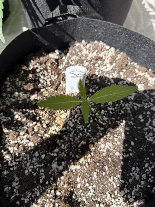 Mystery Test - SSSC. Week 2