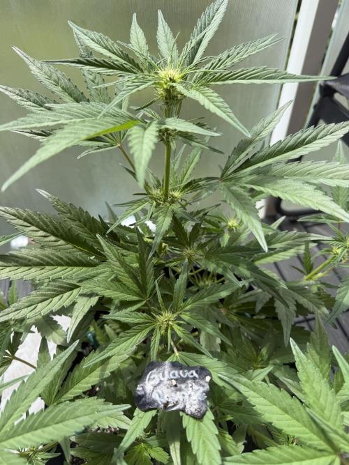 420 - Guava Runtz. Week 6
