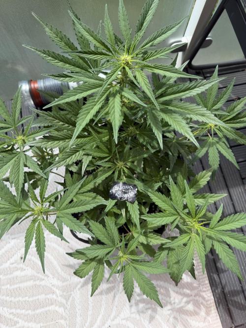 420 - Guava Runtz. Week 6