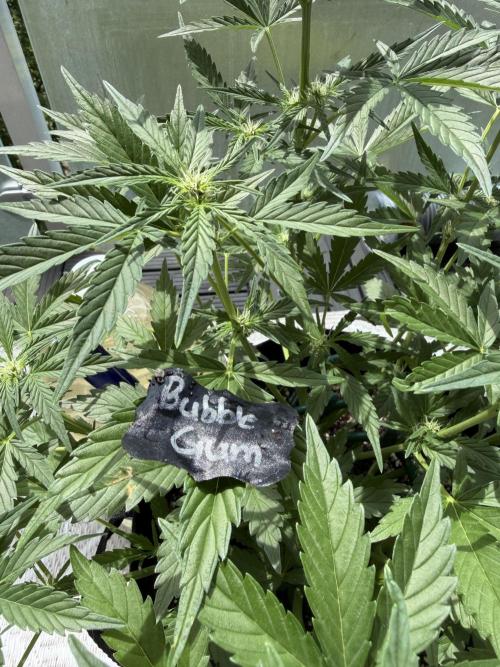 420 - Bubblegum. Week 6