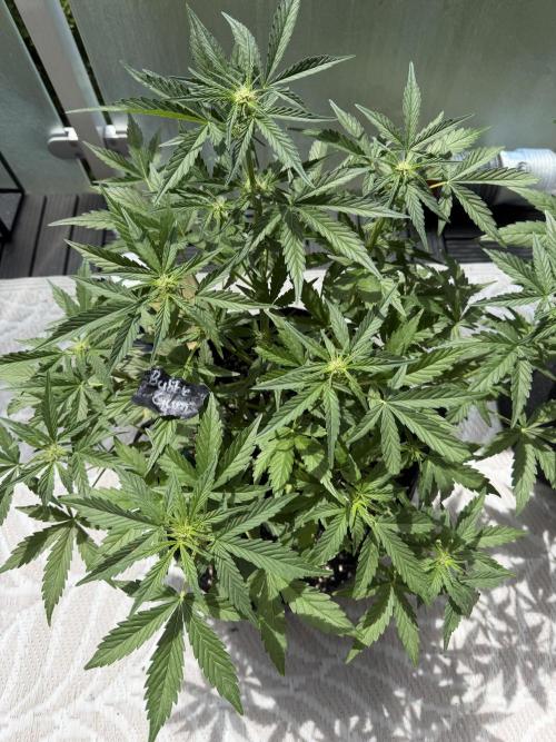 420 - Bubblegum. Week 6