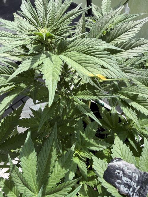 420 - Lemon Cherry Cookies. Week 6
