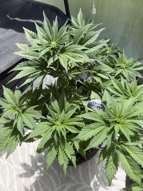 420 - Lemon Cherry Cookies. Week 6