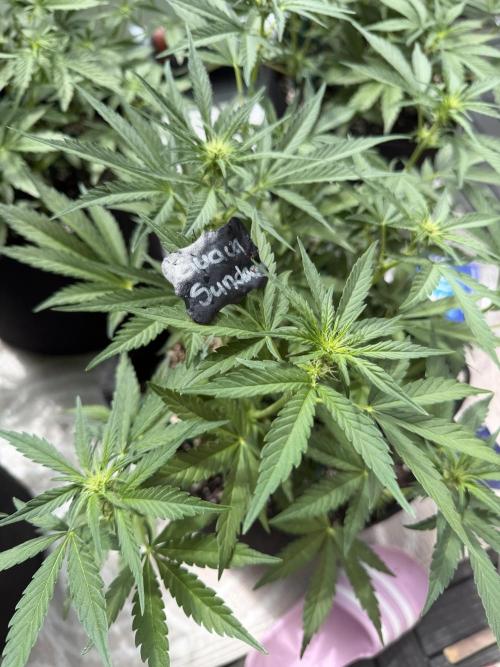 Guava Sundae Auto. Week 6