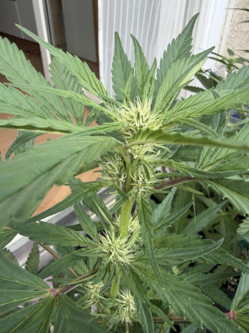 420 - Guava Runtz. Week 7